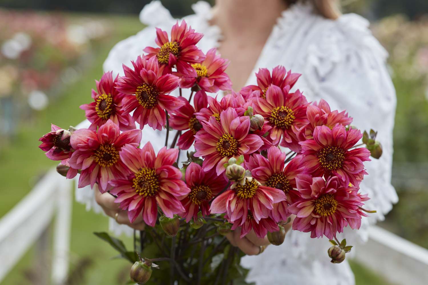 Dahlia 'Princess Nadine'